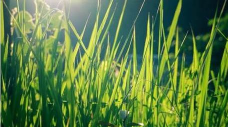 自然写意实拍夏天逆光小草唯美空镜视频