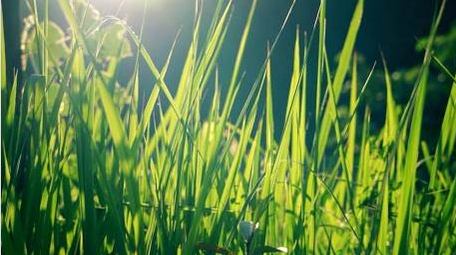 自然写意实拍夏天逆光小草唯美空镜视频