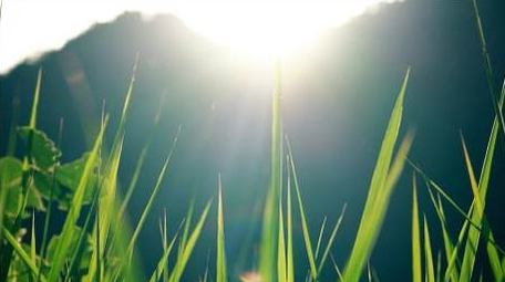 自然写意实拍夏天逆光小草唯美空镜视频