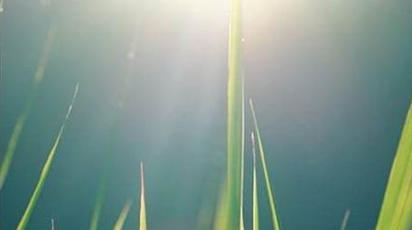 自然写意实拍夏天逆光小草唯美空镜视频