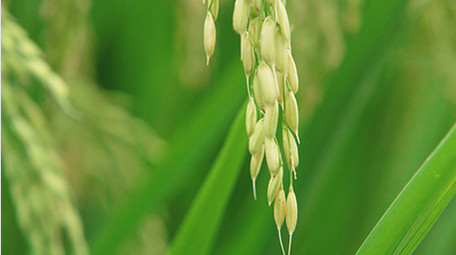 自然农业稻田雨后的水稻4K实拍