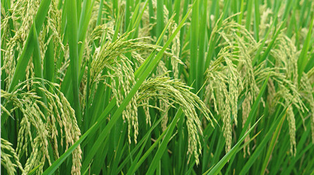 自然农业稻田雨后的水稻4K实拍