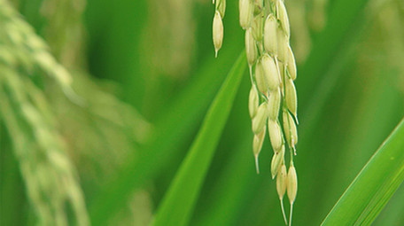 自然农业稻田雨后的水稻4K实拍
