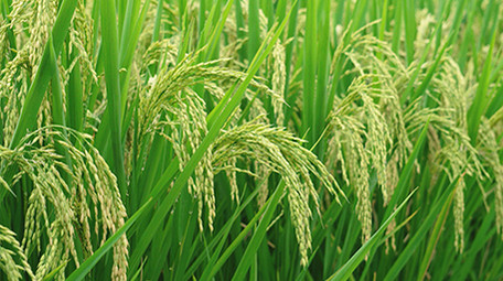 自然农业稻田雨后的水稻4K实拍