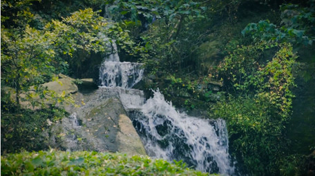 森林中溪流岩石流水自然写意4K实拍