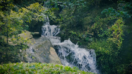 森林中溪流岩石流水自然写意4K实拍