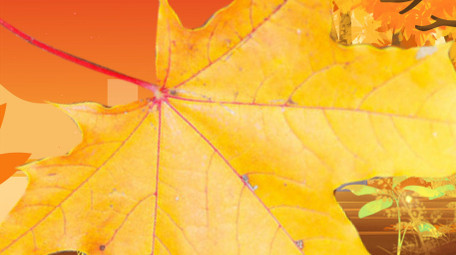 寒露精美唯美风AE图文模板