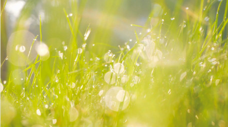 清晨阳光照射小草露水光斑自然写意4K实拍