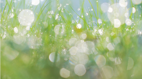 清晨阳光照射小草露水光斑自然写意4K实拍