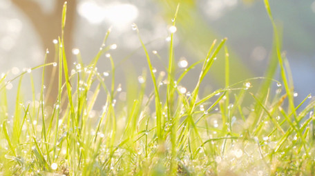 清晨阳光照射小草露水光斑自然写意4K实拍