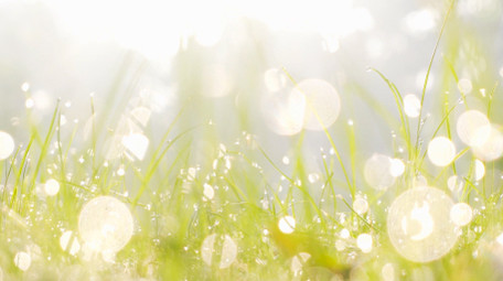 清晨阳光照射小草露水光斑自然写意4K实拍