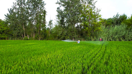 水稻田打农药乡村绿色农田4K航拍