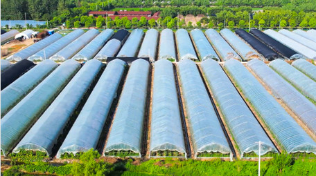 行业场景农业塑料大棚蔬菜种植4K航拍