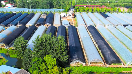 行业场景农业塑料大棚蔬菜种植4K航拍