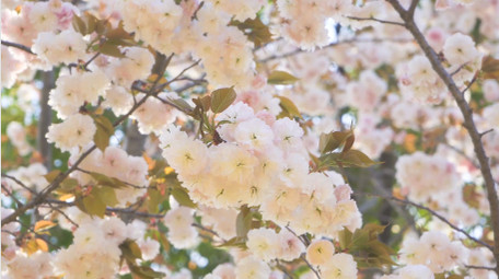 春天花朵樱花盛开春暖花开4K实拍