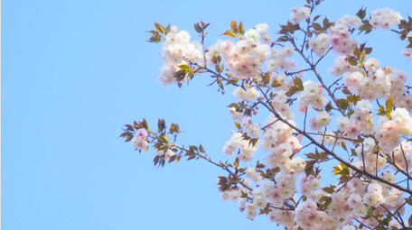 春天花朵樱花盛开春暖花开4K实拍