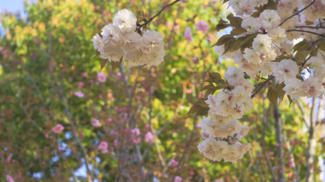 春天花朵樱花盛开春暖花开4K实拍