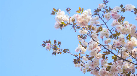 春天花朵樱花盛开春暖花开4K实拍