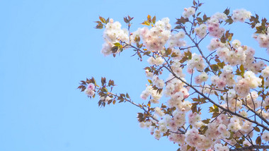 春天花朵樱花盛开春暖花开4K实拍