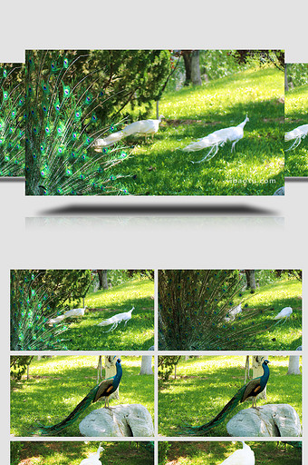 春天阳光绿草地动物孔雀悠闲自在实拍图片