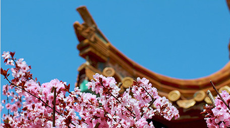 春天桃花盛开生机盎然实拍