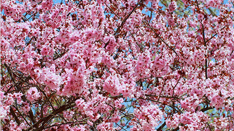 春天桃花盛开生机盎然实拍