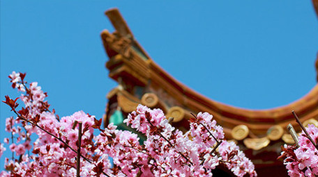 春天桃花盛开生机盎然实拍