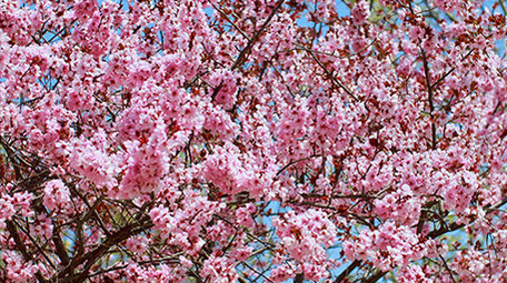 春天桃花盛开生机盎然实拍