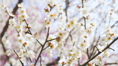 春意盎然春天花朵唯美白色梅花盛开4K实拍