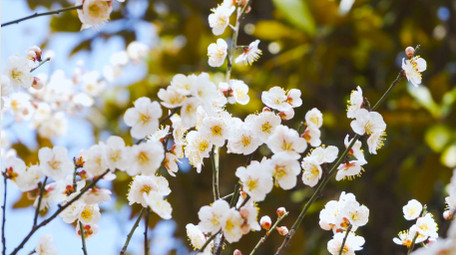 春意盎然春天花朵唯美白色梅花盛开4K实拍