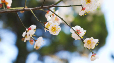 春意盎然春天花朵唯美白色梅花盛开4K实拍