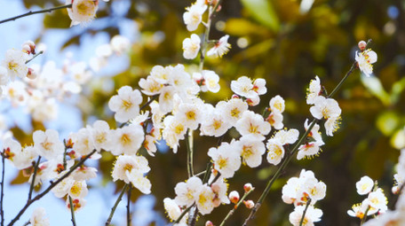 春意盎然春天花朵唯美白色梅花盛开4K实拍