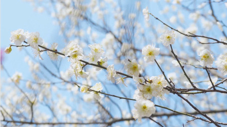春天风景唯美樱花盛开4K实拍