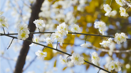 春天风景唯美樱花盛开4K实拍