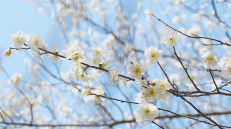 春天风景唯美樱花盛开4K实拍