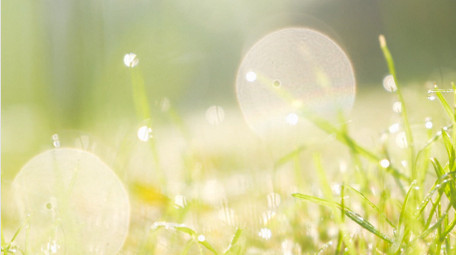 春天生机盎然清晨小草露水唯美治愈4K实拍