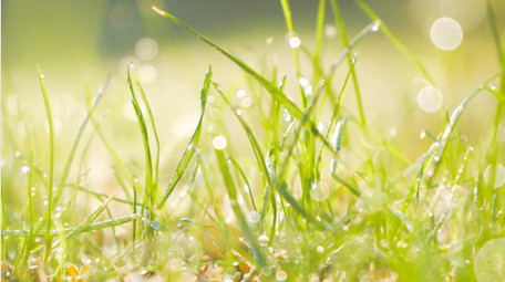 春天生机盎然清晨小草露水唯美治愈4K实拍