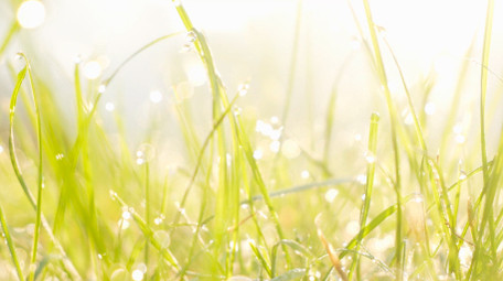 春天生机盎然清晨小草露水唯美治愈4K实拍