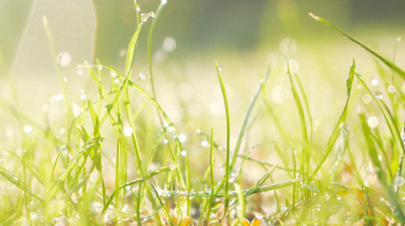 春天生机盎然清晨小草露水唯美治愈4K实拍