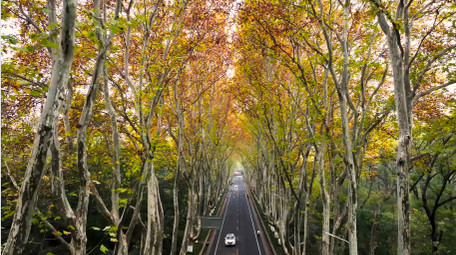 森林公路汽车旅行途中梧桐风景4K航拍