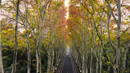 森林公路汽车旅行途中梧桐风景4K航拍