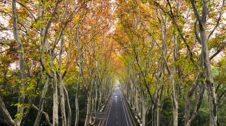 森林公路汽车旅行途中梧桐风景4K航拍