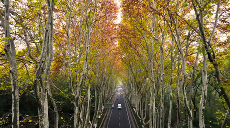 森林公路汽车旅行途中梧桐风景4K航拍