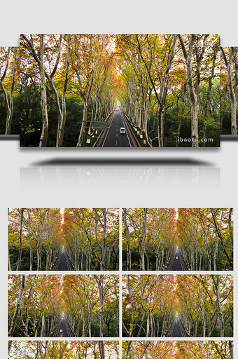森林公路汽车旅行途中梧桐风景4K航拍图片