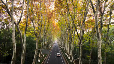 森林公路汽车旅行途中梧桐风景4K航拍