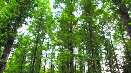 自然风光水杉树林森林树木4K航拍