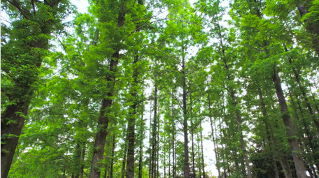 自然风光水杉树林森林树木4K航拍