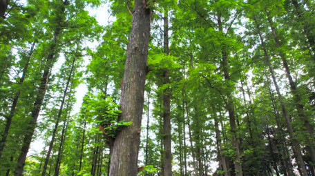 自然风光水杉树林森林树木4K航拍
