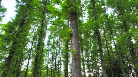 自然风光水杉树林森林树木4K航拍