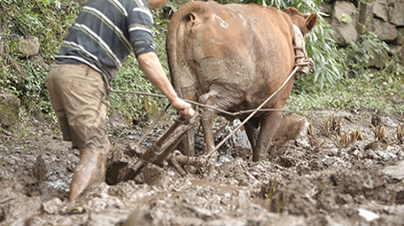 <strong>乡村</strong>生活传统耕田实拍